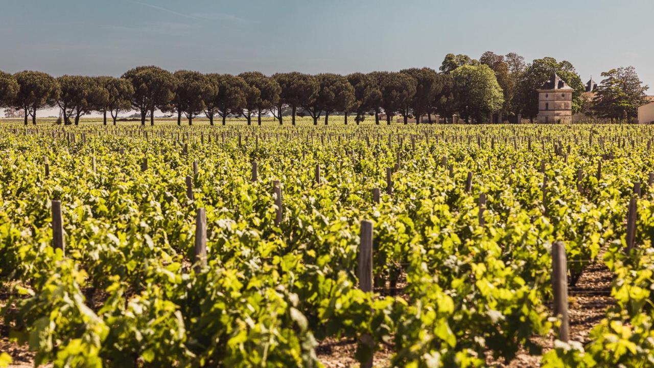 Chateau Laffitte Carcasset Bed & Breakfast Saint-Estephe  Exterior photo